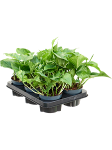 Сциндапсус (эпипремнум) "Marble Green" 12/20 (Nieuwkoop Europe) 39942