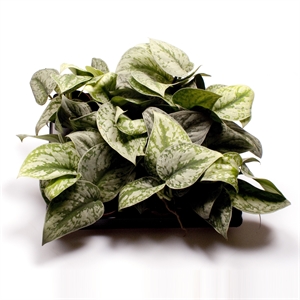 Сциндапсус пиктус (расписной) 6/12 (Nieuwkoop Europe) 39943