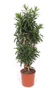 Драцена отогнутая (рефлекса) 34/160 (Nieuwkoop Europe) 39954