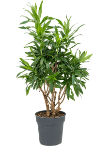 Драцена отогнутая (рефлекса) 27/90 (Nieuwkoop Europe) 39955