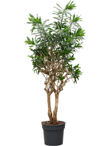 Драцена отогнутая (рефлекса) 38/210 (Nieuwkoop Europe) 39956