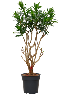 Драцена отогнутая (рефлекса) 30/130 (Nieuwkoop Europe) 39958