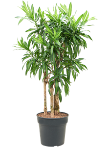 Драцена отогнутая (рефлекса) "Song Of Jamaica" 30/100 (Nieuwkoop Europe) 39959