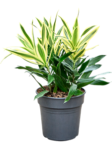 Драцена отогнутая (рефлекса) "Song Of Sri Lanka" 19/50 (Nieuwkoop Europe) 39960