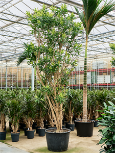 Драцена отогнутая (рефлекса) "Song Of Sri Lanka" 70/400 (Nieuwkoop Europe) 39961