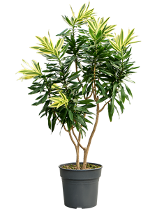 Драцена отогнутая (рефлекса) "Song Of Sri Lanka" 30/100 (Nieuwkoop Europe) 39962