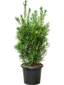 Подокарпус крупнолистный (ногоплодник) 40/150 (Nieuwkoop Europe) 39965