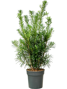 Подокарпус крупнолистный (ногоплодник) 24/100 (Nieuwkoop Europe) 39966