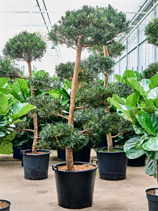 Подокарпус крупнолистный (ногоплодник) 50/200 (Nieuwkoop Europe) 39967