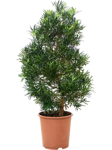 Подокарпус крупнолистный (ногоплодник) 27/115 (Nieuwkoop Europe) 39968