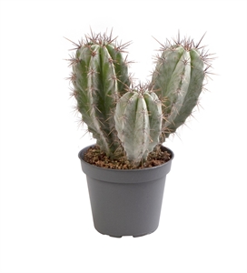 Полаския чичипе 6/10 (Nieuwkoop Europe) 39970