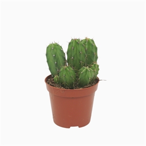 Полаския чичипе 8/12 (Nieuwkoop Europe) 39972