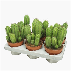 Полаския чичипе 12/20 (Nieuwkoop Europe) 39974