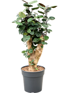 Аралия (полисциас) фабиан 27/130 (Nieuwkoop Europe) 39977