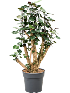 Аралия (полисциас) фабиан 30/100 (Nieuwkoop Europe) 39978