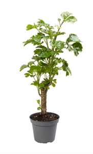 Полисциас Бальфура 6/27 (Nieuwkoop Europe) 39979