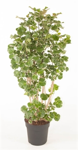 Полисциас Бальфура 32/130 (Nieuwkoop Europe) 39980