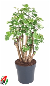 Полисциас Бальфура 24/80 (Nieuwkoop Europe) 39982