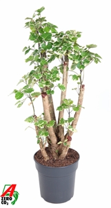 Полисциас Бальфура 27/110 (Nieuwkoop Europe) 39983