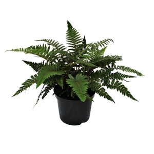 Многорядник многореснитчатый (японский кружевной папоротник) 24/50 (Nieuwkoop Europe) 39985