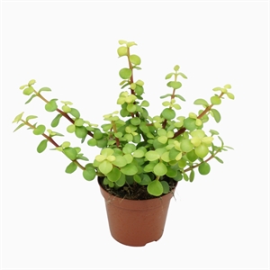 Портулакария африканская (портулакария афра) 8/10 (Nieuwkoop Europe) 39989