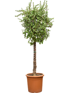 Портулакария африканская (портулакария афра) 40/200 (Nieuwkoop Europe) 39990