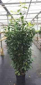 Лавровишня лекарственная "Caucasica" 32/220 (Nieuwkoop Europe) 39994