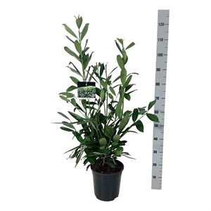 Лавровишня лекарственная "Caucasica" 24/110 (Nieuwkoop Europe) 39995