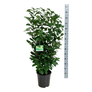 Лавровишня лекарственная "Etna" 27/145 (Nieuwkoop Europe) 39998