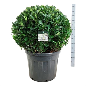 Лавровишня лекарственная "Herbergii" 90/100 (Nieuwkoop Europe) 40002