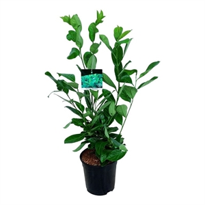 Лавровишня лекарственная "Rotundifolia" 24/95 (Nieuwkoop Europe) 40005