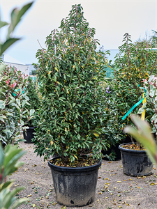 Лавровишня португальская "Angustifolia" 55/210 (Nieuwkoop Europe) 40007