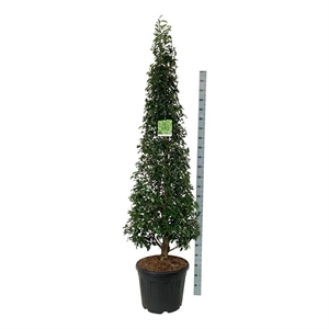 Лавровишня португальская "Angustifolia" 50/240 (Nieuwkoop Europe) 40008