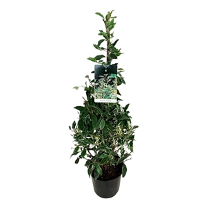 Лавровишня португальская "Variegata" 24/110 (Nieuwkoop Europe) 40009