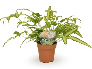 Птерис критский "Albolineata" 12/35 (Nieuwkoop Europe) 40011