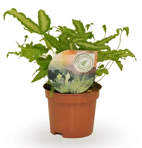 Птерис критский "Albolineata" 9/15 (Nieuwkoop Europe) 40012