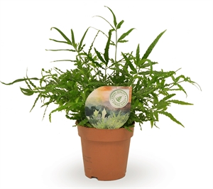 Птерис мечевидный (птерис энзиформис) 12/35 (Nieuwkoop Europe) 40013