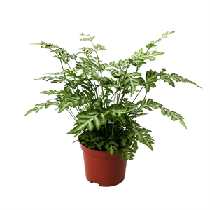 Птерис мечевидный (птерис энзиформис) "Evergemiensis" 8/20 (Nieuwkoop Europe) 40016