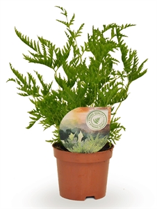 Птерис страминея 9/15 (Nieuwkoop Europe) 40019