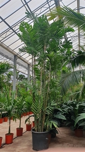 Птихосперма Макартура 70/550 (Nieuwkoop Europe) 40021