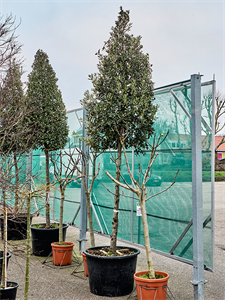 Дуб каменный 80/375 (Nieuwkoop Europe) 40024