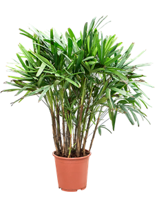 Рапис высокий 27/110 (Nieuwkoop Europe) 40033