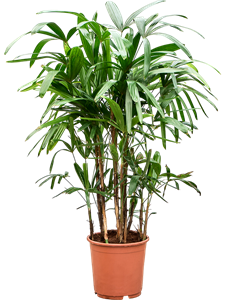 Рапис высокий 23/110 (Nieuwkoop Europe) 40034