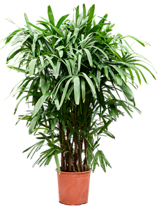 Рапис высокий 28/140 (Nieuwkoop Europe) 40035