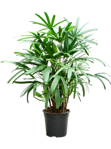 Рапис высокий 27/100 (Nieuwkoop Europe) 40036