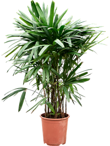 Рапис высокий 27/120 (Nieuwkoop Europe) 40037