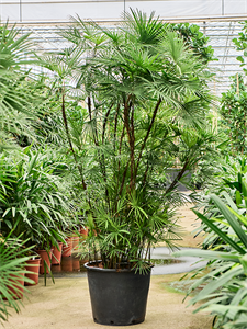 Рапис многорассеченный 55/250 (Nieuwkoop Europe) 40038