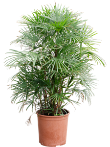 Рапис многорассеченный 30/120 (Nieuwkoop Europe) 40039