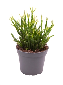 Рипсалис ягодоносный (рипсалис бацифера) 6/12 (Nieuwkoop Europe) 40040