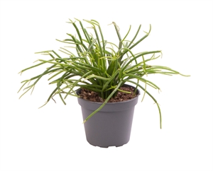 Рипсалис ягодоносный (рипсалис бацифера) "Cassutha" 6/12 (Nieuwkoop Europe) 40041